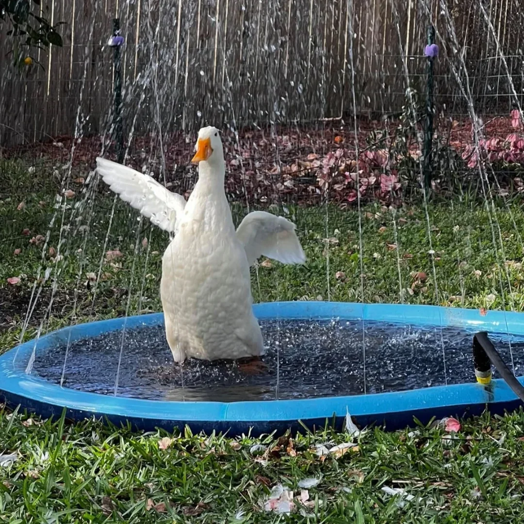 Piscine gonflable d'été pour a - Slip Slide Water Mat avis et prix
